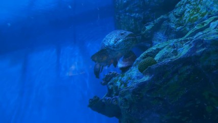 Video 4k of giant grouper (epinephelus lanceolatua) in water