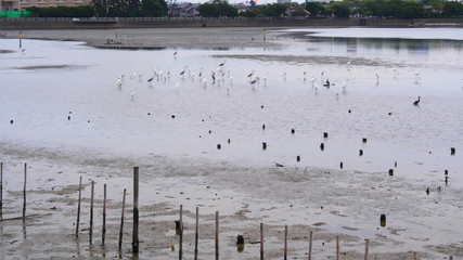Flock of great egrets and herons walking on the tidal flat of Yatsu Higata in Chiba Japan