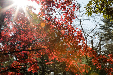 Sunburst in upper left corner with red thread leaf maples leaves and some green leaves in upper right