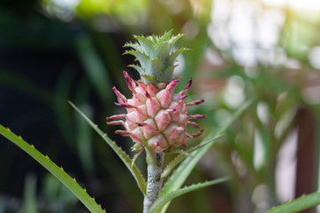 Fresh Curagua or Ananas Lucidus Pineapple on tree is a plant that is grown to decorate the garden.