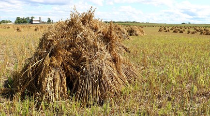 Old way of bindering and stooking sheaves of grain at harvest to dry in field done by Mennonites