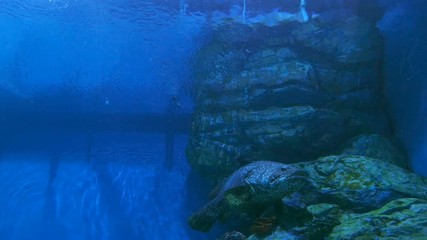 Video 4k of giant grouper (epinephelus lanceolatua) in water