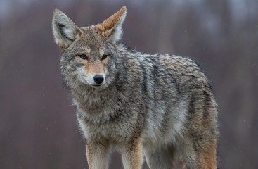 Fototapeta premium A Coyote in British Columbia Canada 
