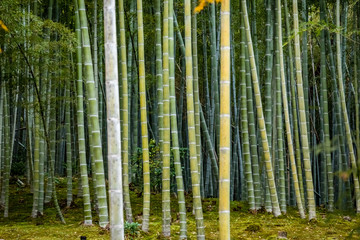 Closeup of a dark thick bamboo forest with very fat bamboo and mossy ground