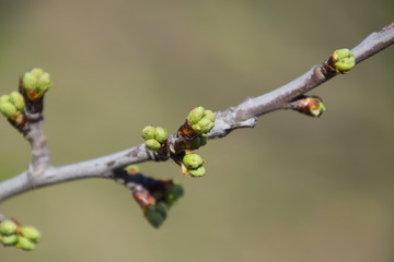 Blossoming buds of cherry on tree branch.