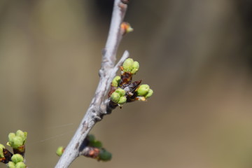 Blossoming buds of cherry on tree branch.