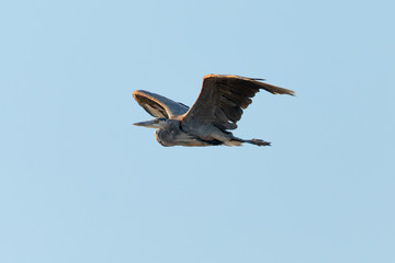 Great blue heron flying in the wild in North California at sunset