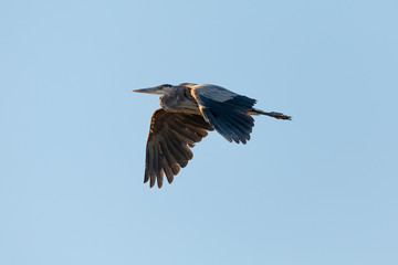 Great blue heron flying in the wild in North California at sunset