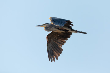 Great blue heron flying in the wild in North California at sunset