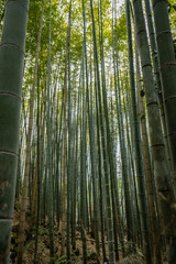 Thick bamboo forest with very tall elegant bamboo and large bamboo close to right and left sides