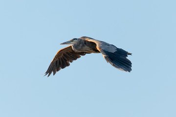 Great blue heron flying in the wild in North California at sunset