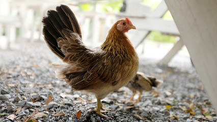mother and son chickens in the garden