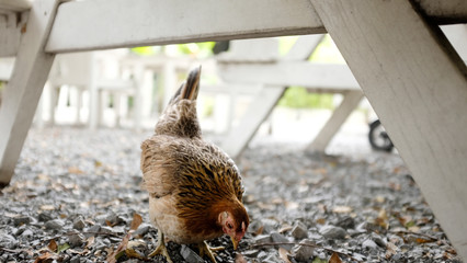 mother and son chickens in the garden
