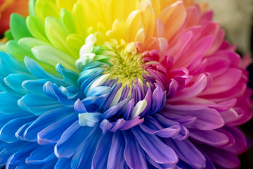 Obraz premium Multi-colored chrysanthemum flower. Close-up.