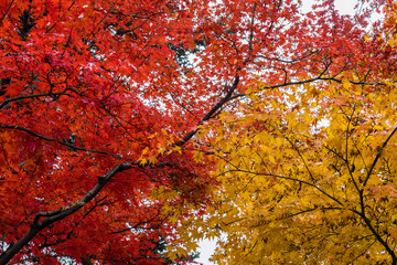 Bright red leaves on the left and yellow on the right make an amazing contrast