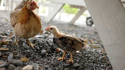 mother and son chickens in the garden