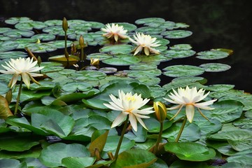 Traditional Japanese gardens in public parks in Tokyo, Japan. Views of stone lanterns, lakes, ponds, bonsai and wildlife walking around paths and trails. Asia. 