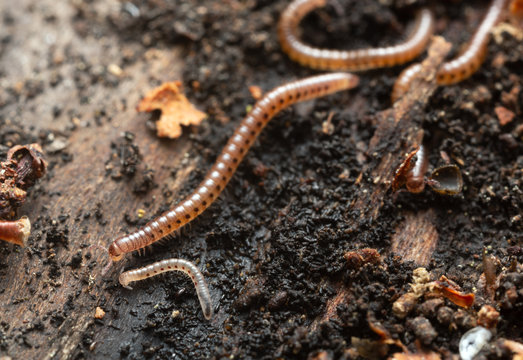 Millipedes, Proteroiulus fuscus on wood