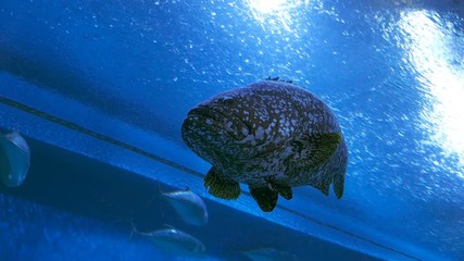 Video 4k of giant grouper (epinephelus lanceolatua) in water