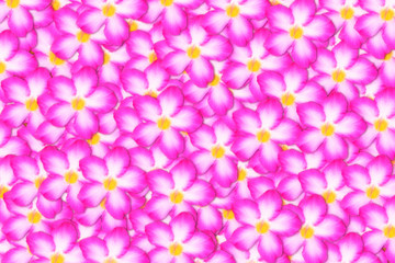 pink flower  abstract spring nature pattern wallpaper   background