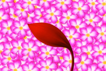 pink flower and red flower   abstract spring nature wallpaper   background