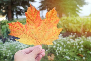 Hand holding red maple leaf with blurred of colorful tree leaves and blue sky background. Nature in autumn background concept.