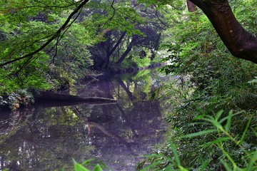 Traditional Japanese gardens in public parks in Tokyo, Japan. Views of stone lanterns, lakes, ponds, bonsai and wildlife walking around paths and trails. Asia. 