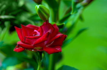 Art photo rose petals isolated on the natural blurred background. Closeup. For design, texture, background. Nature.