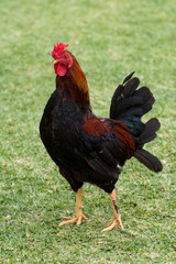 Cock