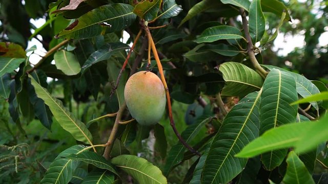 mango tree in the garden ready to harvest