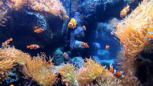 reef with clown fish Nemo type