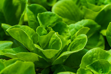 Hydroponic vegetables salad farm