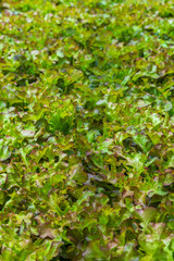 Hydroponic vegetables salad farm