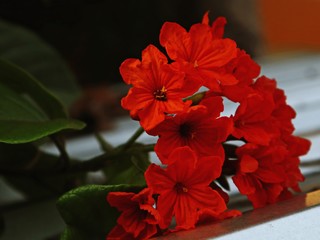 Cordia Geiger tree Orange flower