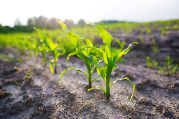 Young shoots of corn closeup.