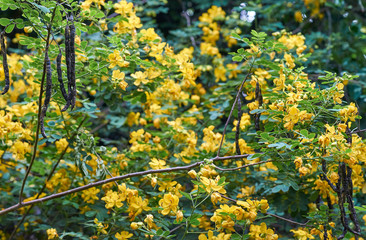 A green and gold image full of the flowers, seed pods and leaves of the Climbing cassia(Senna pendula var. glabrata) plant. The Winter senna/Easter cassia bush is native to Brazil and Paraguay.