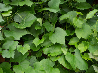 Close Up of the Leaves of a Grapevine