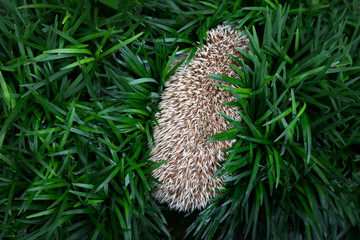 Hedgehog, (Scientific name: Erinaceus europaeus) European hedgehog in natural garden habitat with green grass. © kamonrat