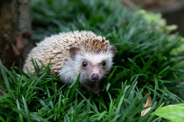 Hedgehog, (Scientific name: Erinaceus europaeus) European hedgehog in natural garden habitat with green grass. © kamonrat