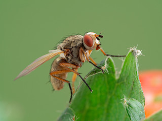 root-maggot fly, Anthomyiidae species, perched on a strawberry leaf, side view