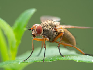 root-maggot fly, Anthomyiidae species, perched on a leaf, close-up side view