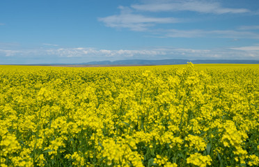 Obraz premium Field of Blooming Canola Plants with Mountain Range in the Background