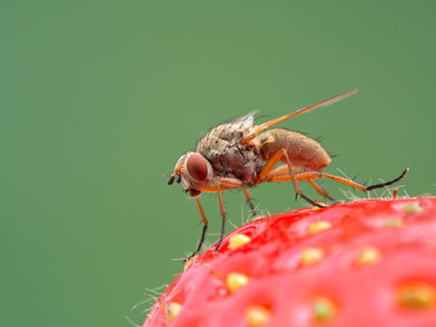 root-maggot fly, Anthomyiidae species, perched on a strawberry leaf, side view
