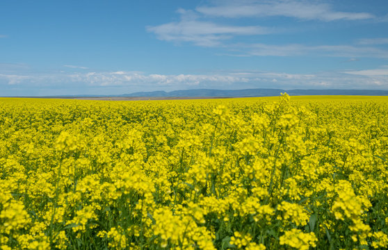 Field of Blooming Canola Plants with Mountain Range in the Background