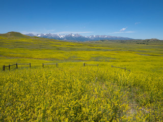 Field of Sweet Clover with Rugged Mountain Range in the Distance