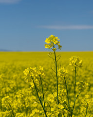 Stems with Yellow Flowers of Canola Plant with Canola Field in Background