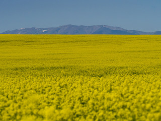 Vast Field of Blooming Canola Plants with Mountains in Background