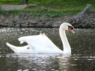 Common/Uncommon Birds