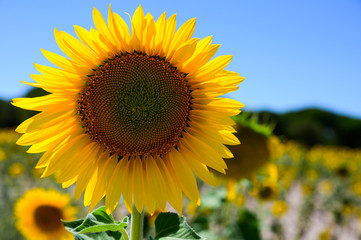 Fototapeta premium Girasoles