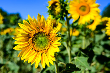 Girasoles